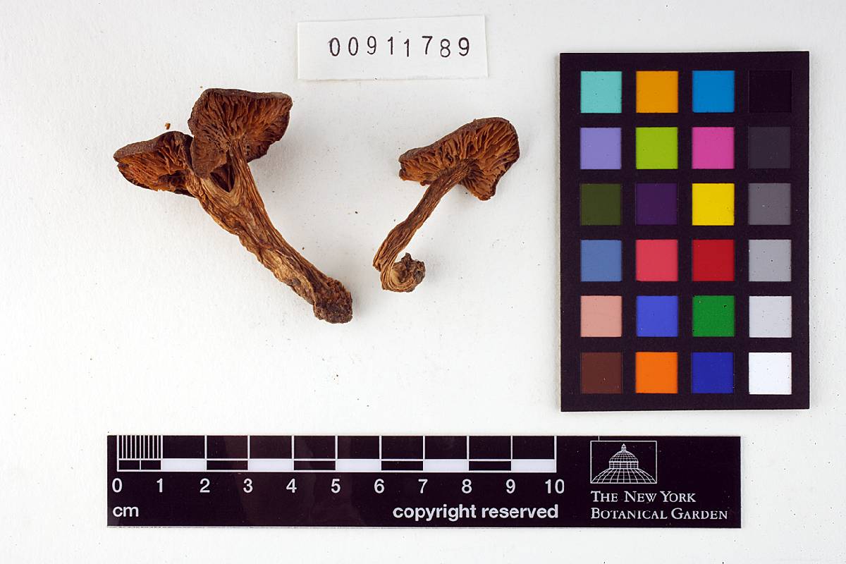 Entoloma pseudocostatum image