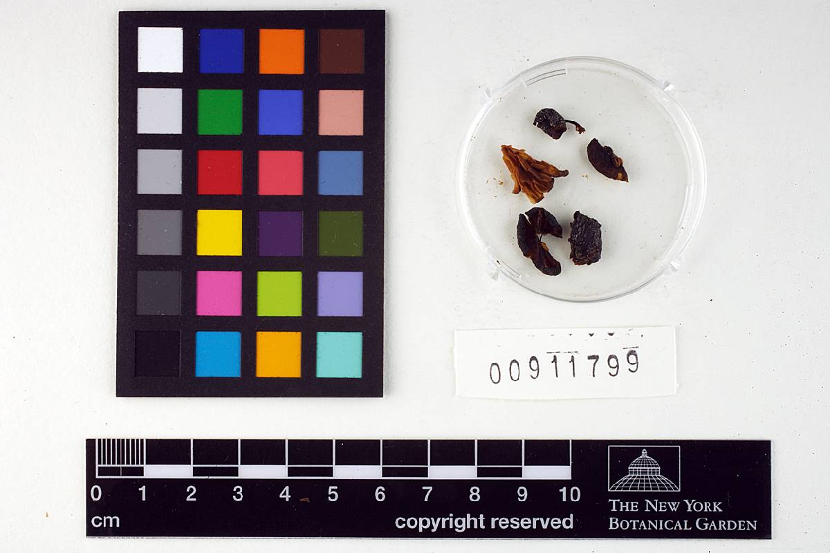 Leptonia nigrosquamosa var. californica image