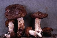 Entoloma subsaundersii image