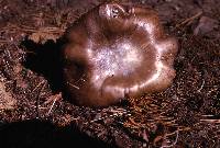 Entoloma subsaundersii image