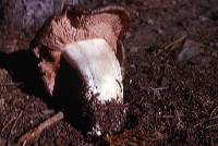 Entoloma subsaundersii image