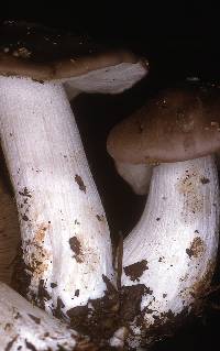 Entoloma subsaundersii image