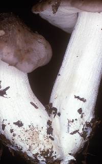 Entoloma subsaundersii image