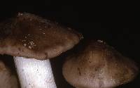 Entoloma subsaundersii image