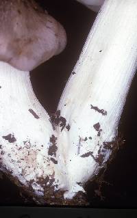 Entoloma subsaundersii image