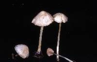 Entoloma sericellum image