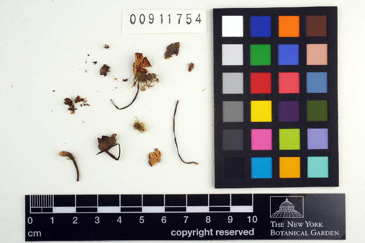 Leptonia zanthophylla image