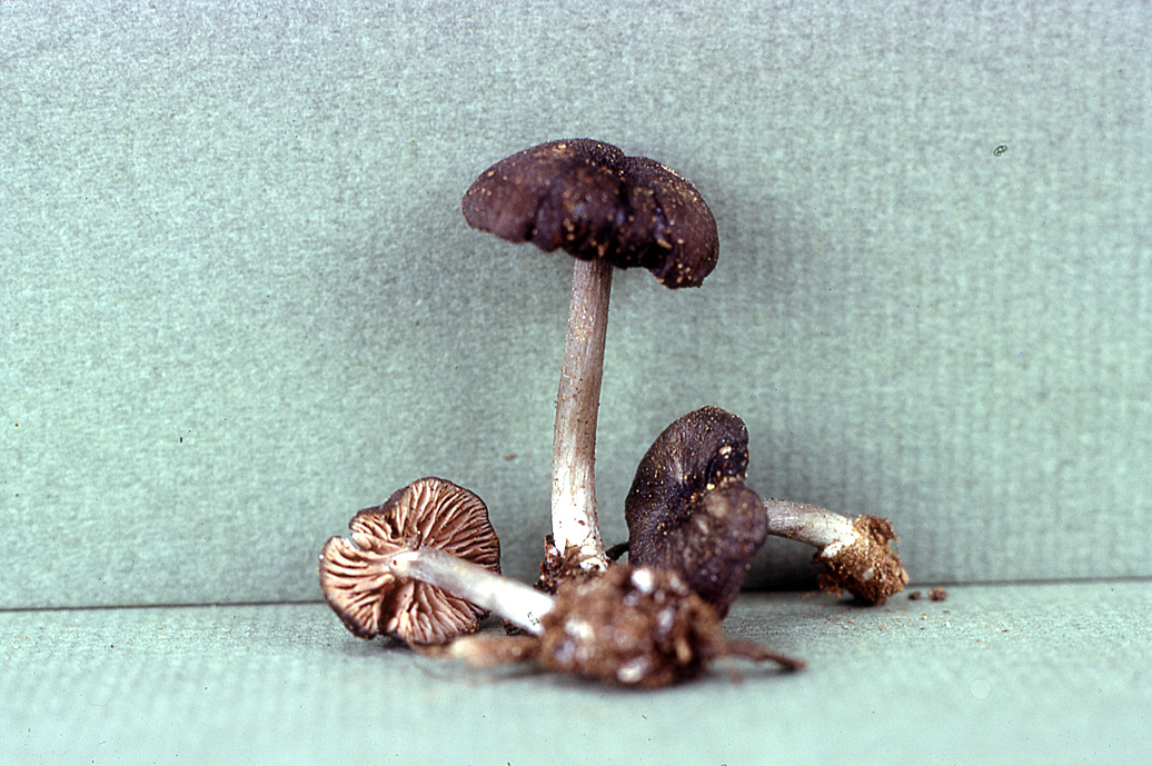 Leptonia atrifucata image