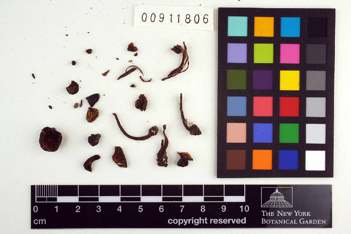 Leptonia decolorans image