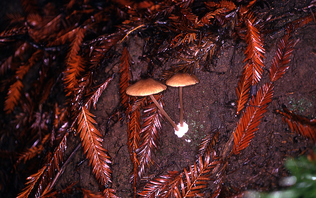 Leptonia pyrospila var. hesperia image