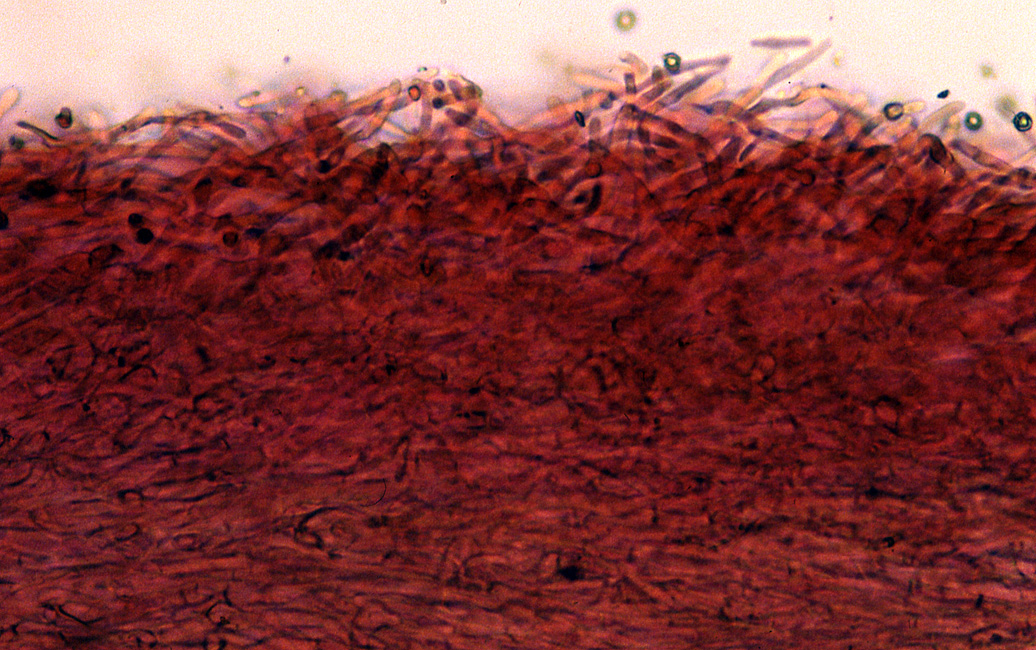 Nolanea clandestina var. oculobrunnea image
