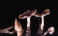 Entoloma sericatum image