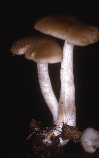 Entoloma sericatum image