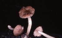 Entoloma sericatum image