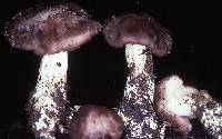 Entoloma subsaundersii image