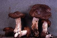 Entoloma subsaundersii image