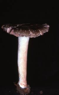 Entoloma subsaundersii image