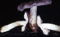 Entoloma bloxamii image