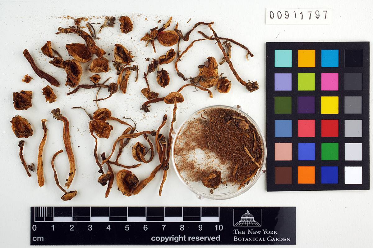 Hygrophorus sitchensis image
