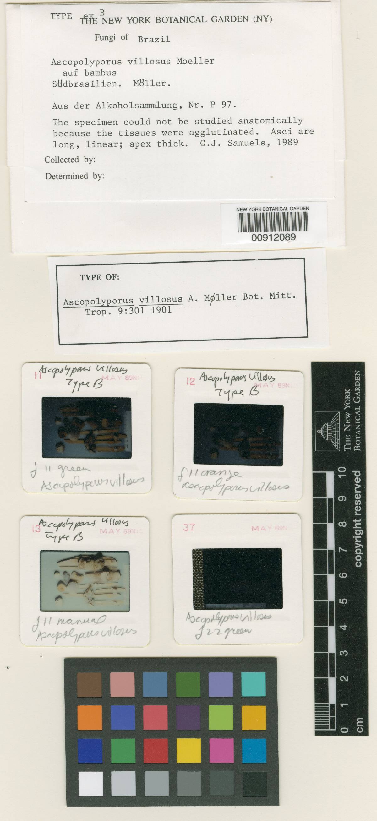 Ascopolyporus villosus image