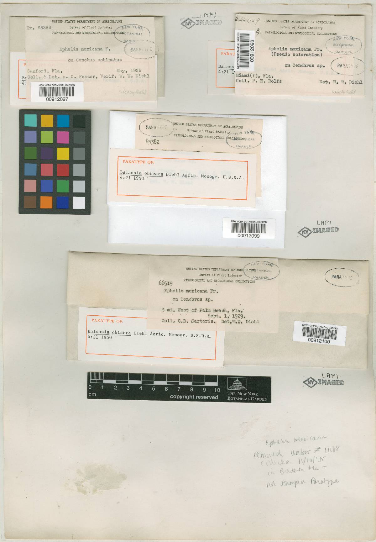 Balansia obtecta image