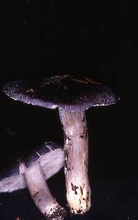 Entoloma bloxamii image