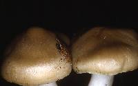 Entoloma clypeatum image