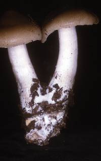 Entoloma clypeatum image