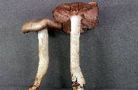 Entoloma lividoalbum image