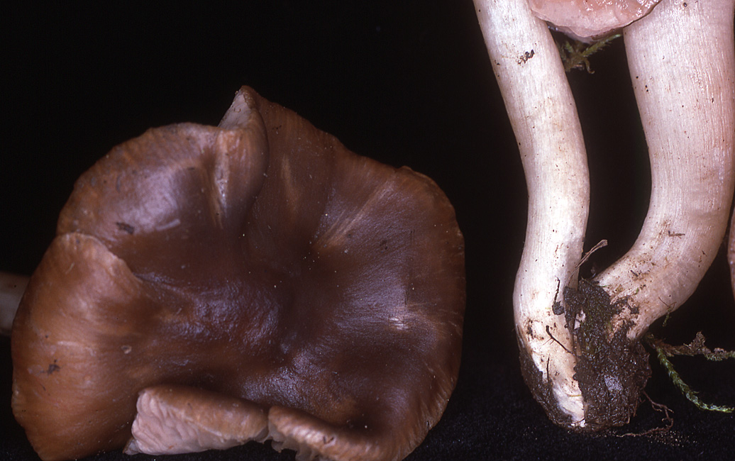 Entoloma clypeatum f. hybridum image