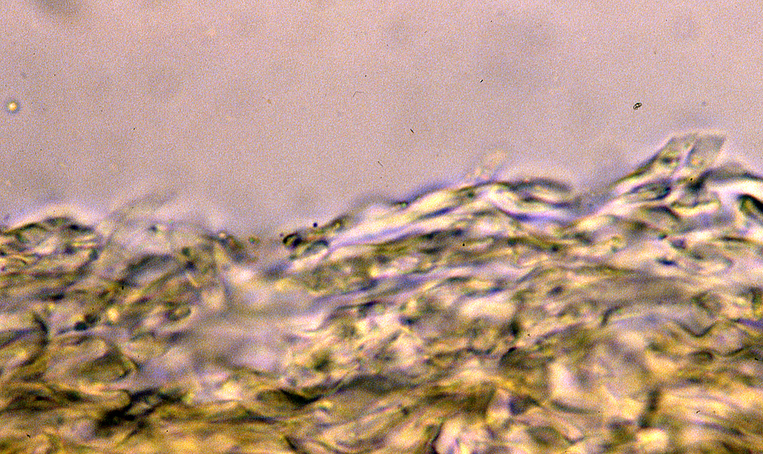 Entoloma clypeatum f. hybridum image