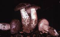 Entoloma lividoalbum f. lividoalbum image