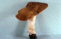 Entoloma lividoalbum image