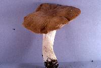 Entoloma lividoalbum image