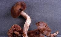 Entoloma lividoalbum image