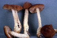 Entoloma lividoalbum image