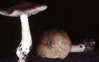 Entoloma lividoalbum image