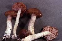 Entoloma lividoalbum image