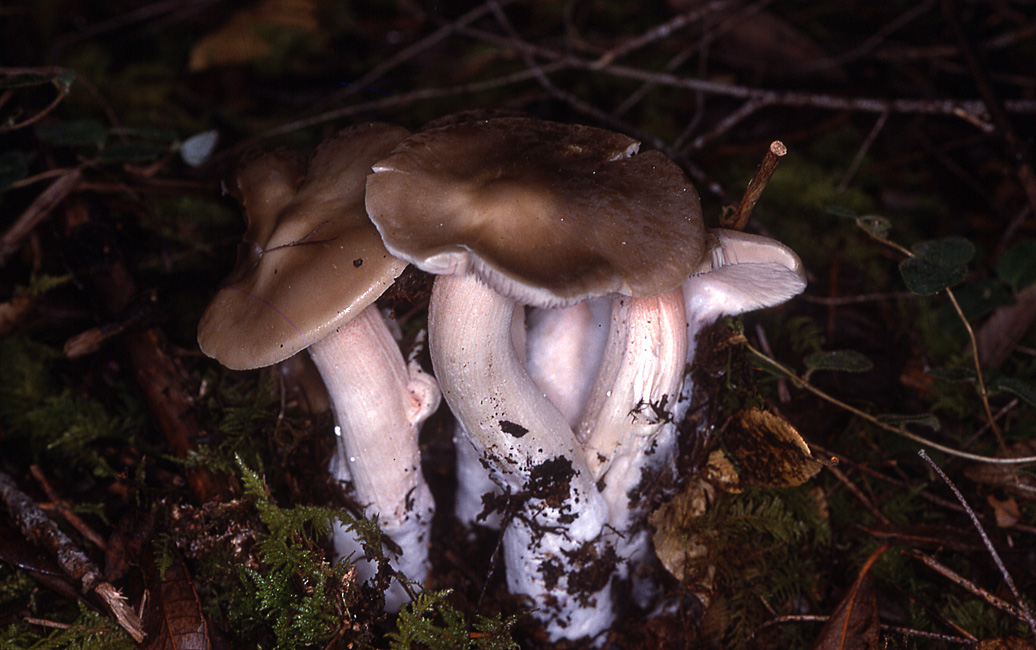 Entoloma lividoalbum f. lividoalbum image