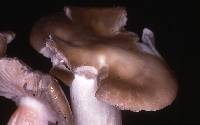 Entoloma lividoalbum image