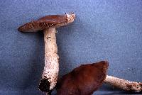 Entoloma lividoalbum image