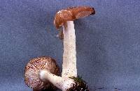 Entoloma lividoalbum image