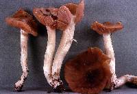 Entoloma lividoalbum image