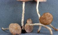 Entoloma lividoalbum image