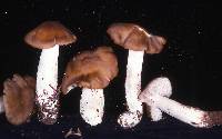 Entoloma lividoalbum image