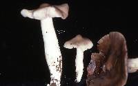 Entoloma clypeatum f. clypeatum image