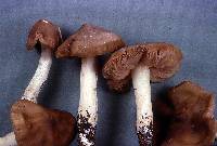 Entoloma clypeatum f. clypeatum image