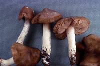 Entoloma clypeatum image