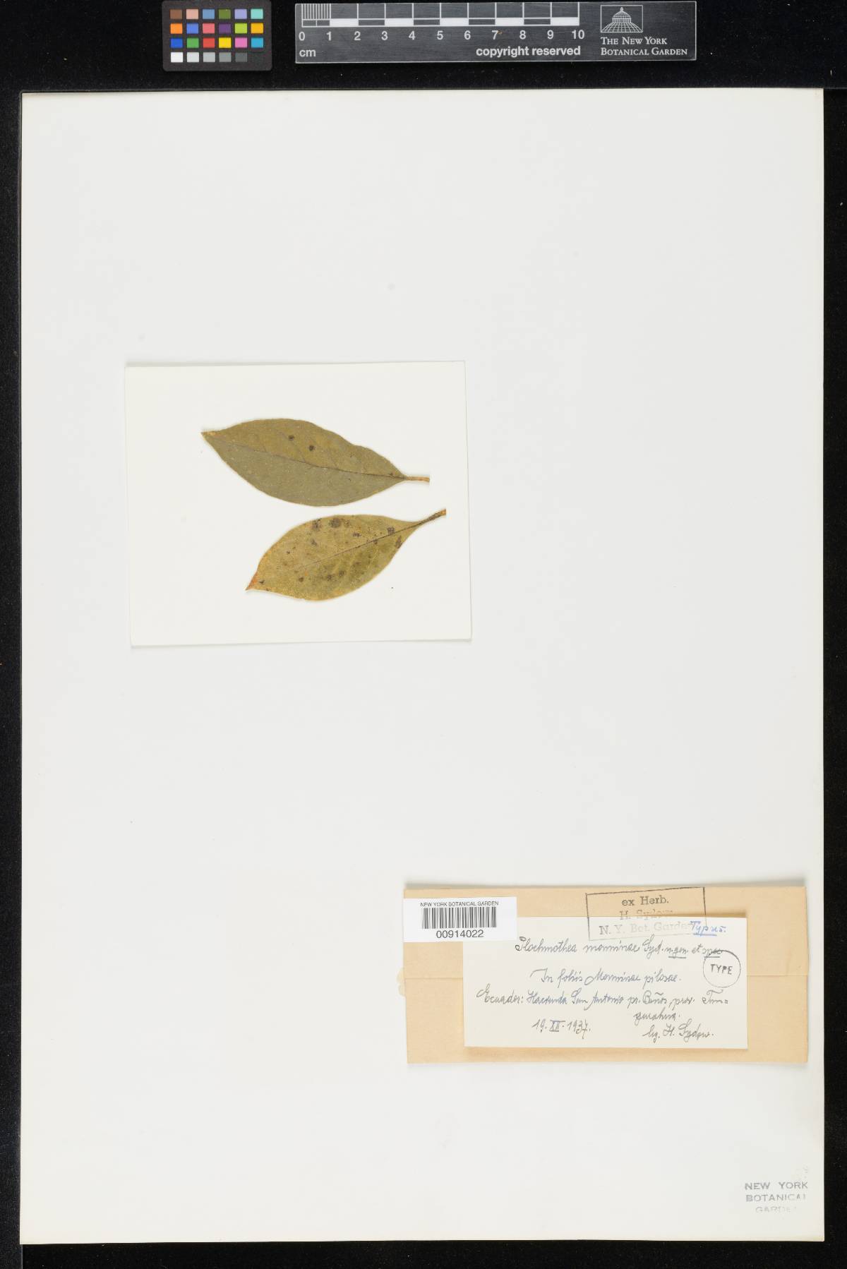 Plochmothea monninae image