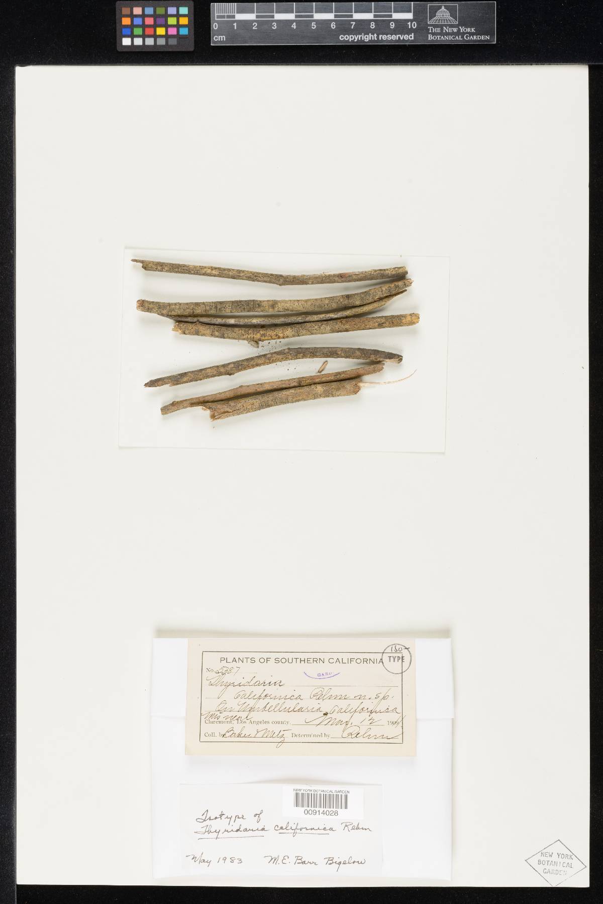 Thyridaria californica image